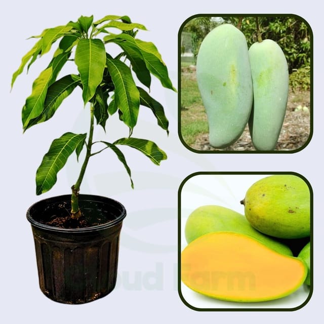 Pram Kai Mea Mango Grafted Healthy Fruit Plant