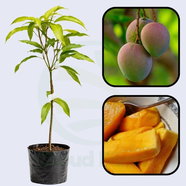 Sindhri Mango Grafted Hybrid Healthy Plant