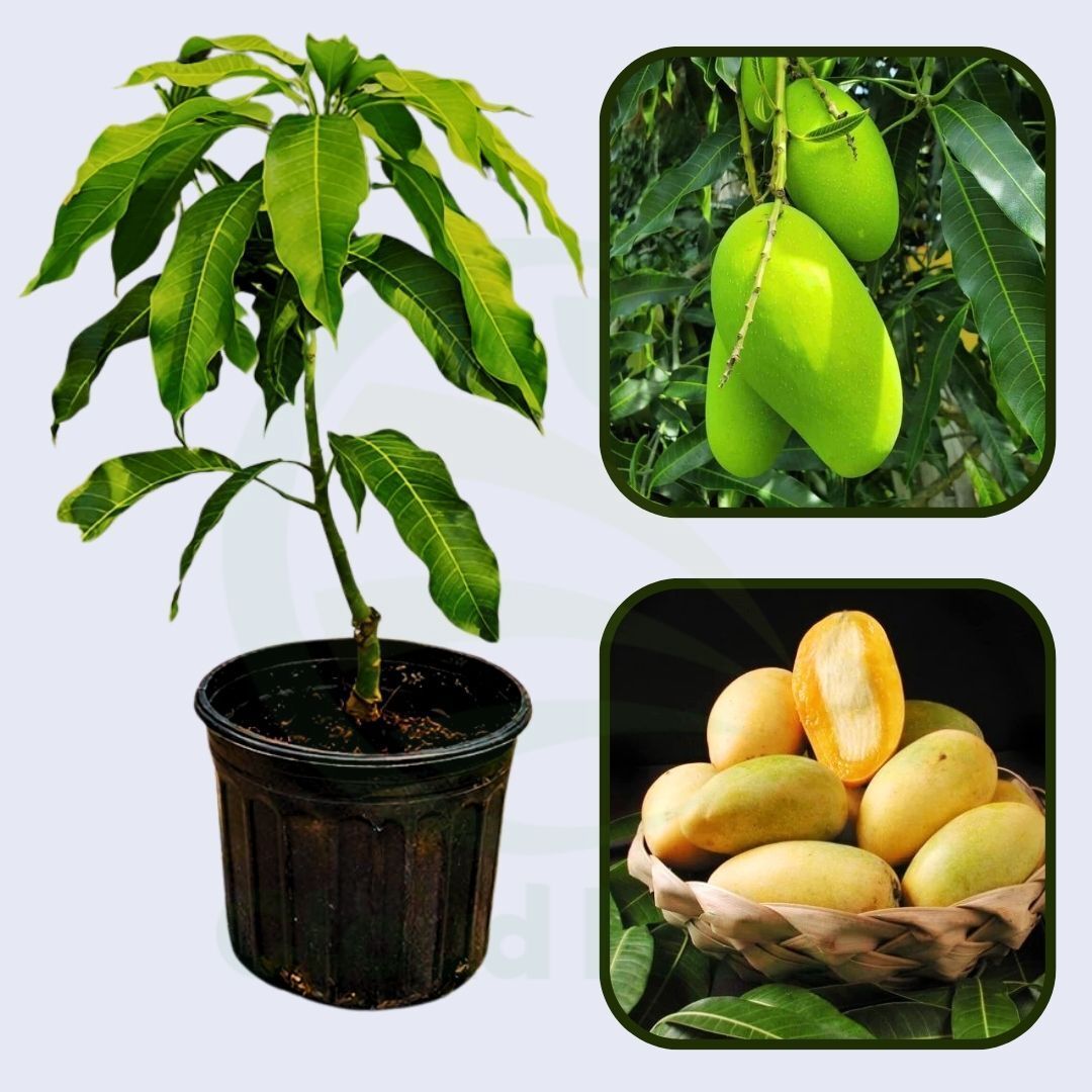 Po Pyu Kalay Mango Grafted Healthy Fruit Plant