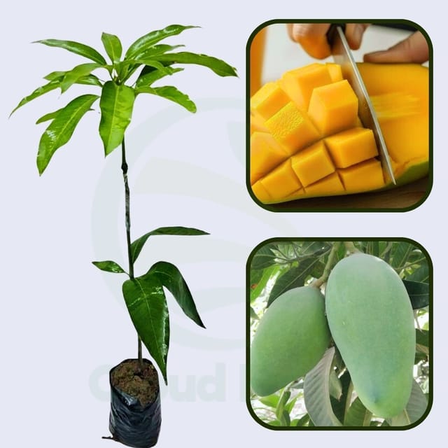 Saharni Mango Grafted Healthy Fruit Plant