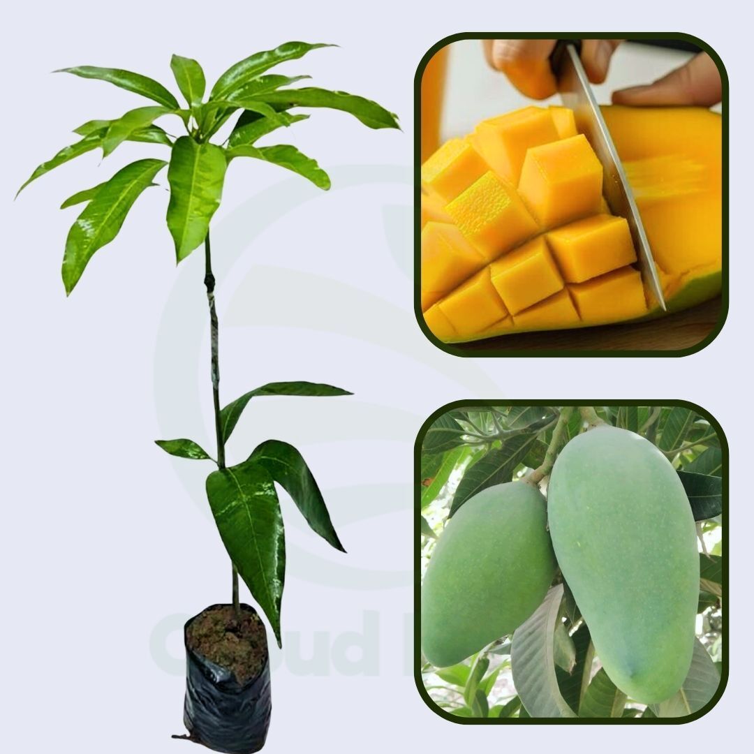Saharni Mango Grafted Healthy Fruit Plant