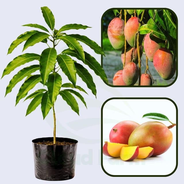 Raspuri Mango Grafted Healthy Fruit Plant