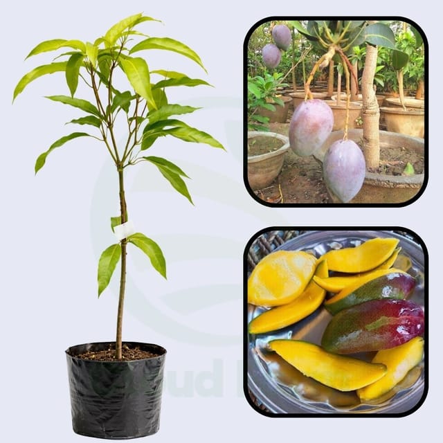 Shan-E-Khuda Mango Grafted Hybrid Healthy Plant Shan-E-Khuda Mango Grafted Hybrid Healthy Plant