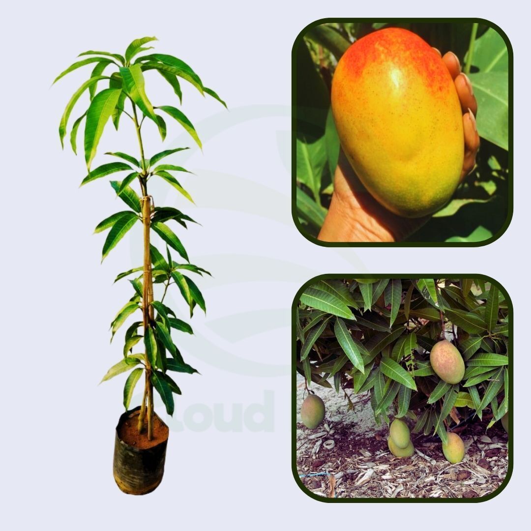 Gold Nugget Mango Grafted Healthy Fruit plant
