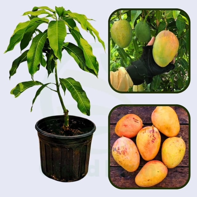 Pineapple Pleasure Mango Grafted Healthy Fruit Plant Pineapple Pleasure Mango Grafted Healthy Fruit Plant