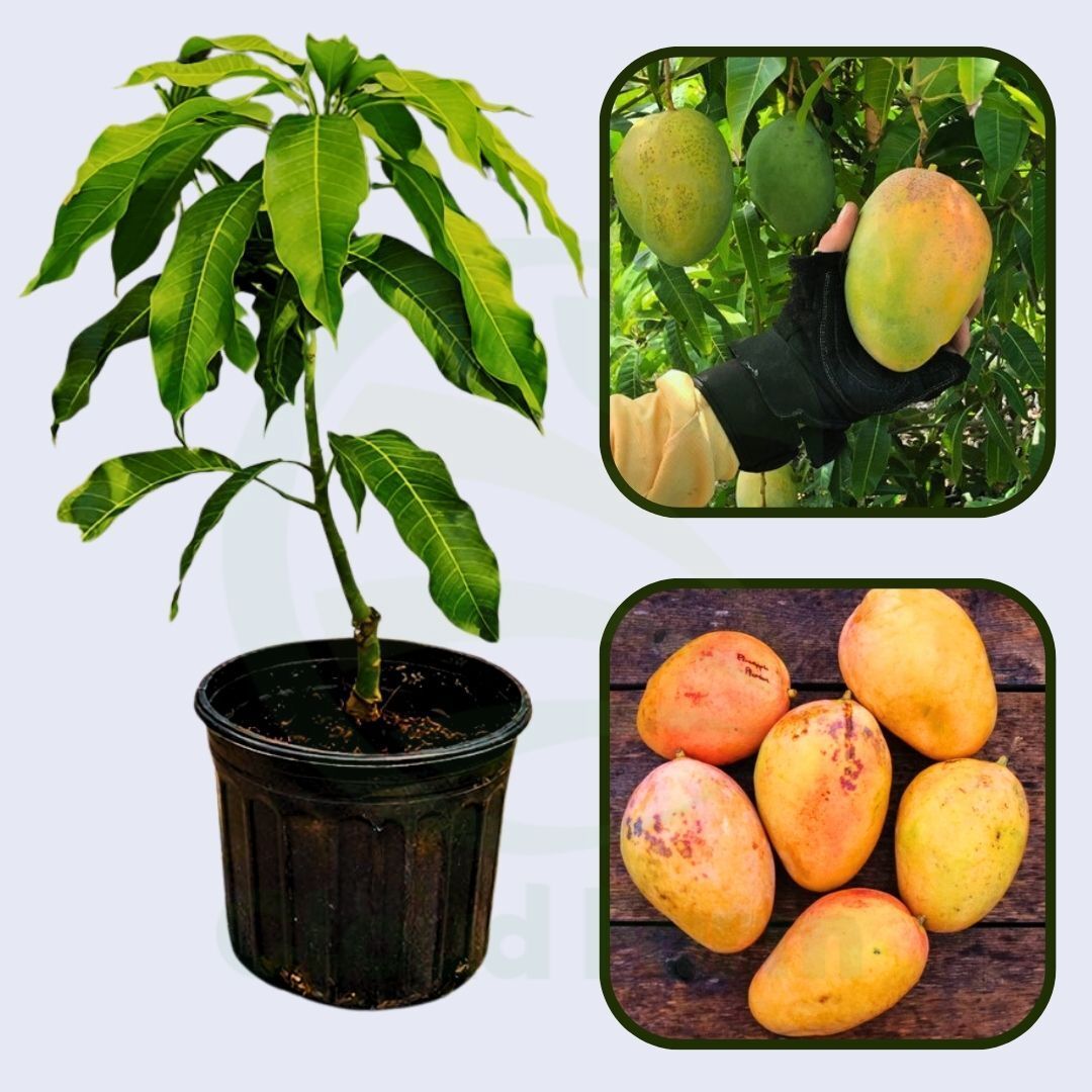Pineapple Pleasure Mango Grafted Healthy Fruit Plant