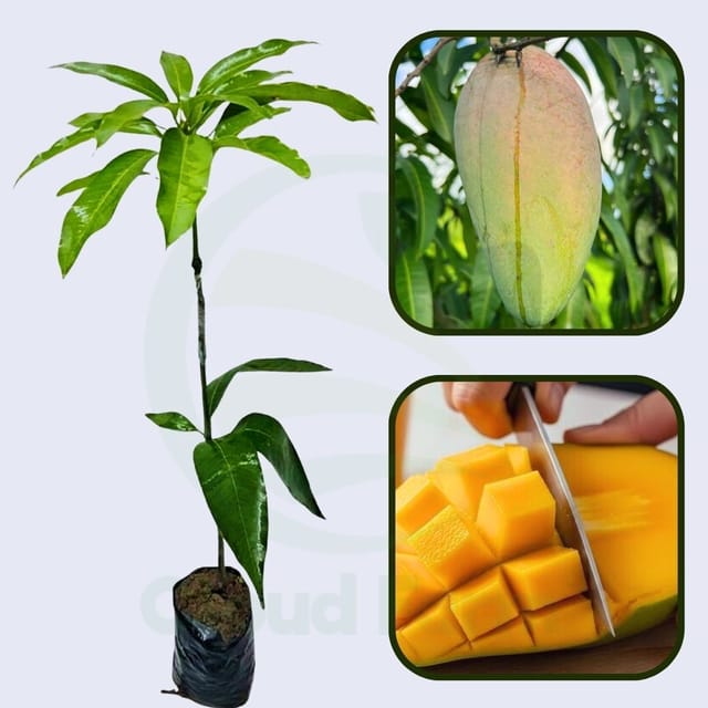 Saigon Mango Grafted Healthy Fruit Plant