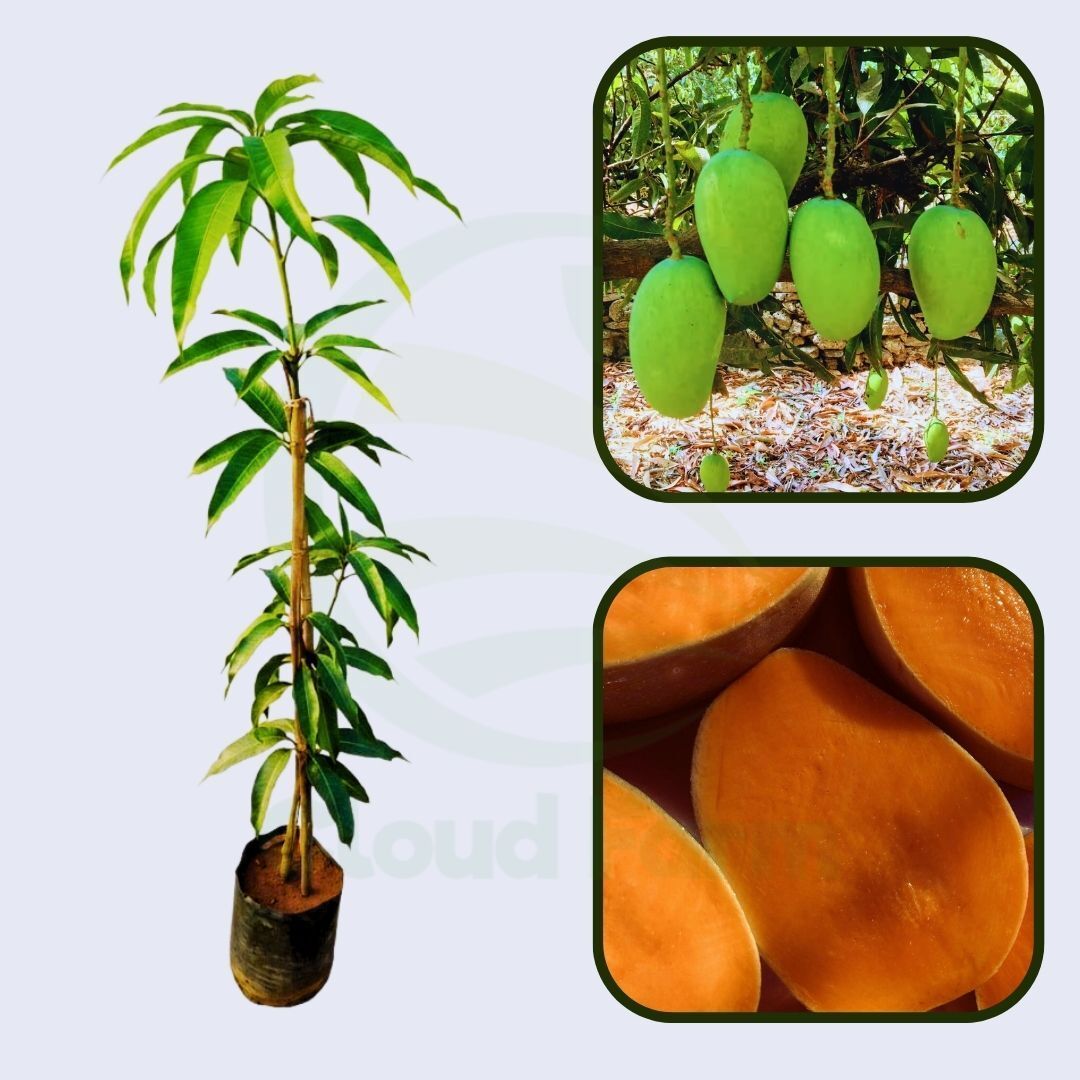 Gir Kesar Mango Grafted Healthy Fruit plant