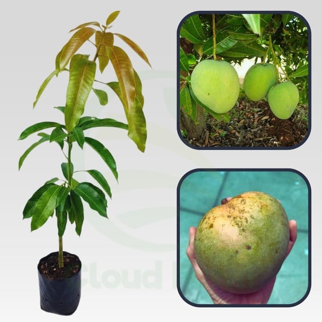 Brooks Mango Grafted Hybrid Plant