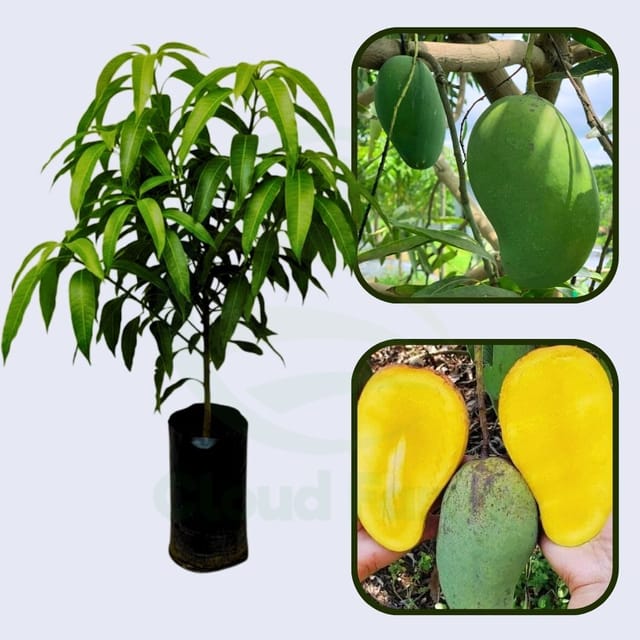 Pim Seng Mun Mango Grafted Healthy Fruit Plant Pim Seng Mun Mango Grafted Healthy Fruit Plant