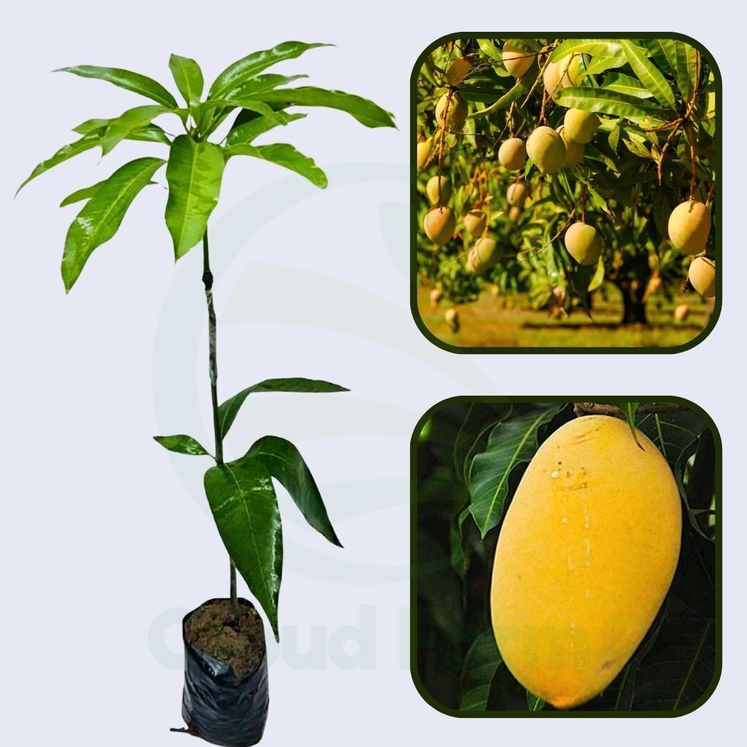 Ryan Mango Grafted Healthy Fruit Plant