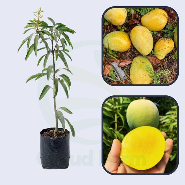 Fairchild Mango Grafted healthy Fruit Plant Fairchild Mango Grafted healthy Fruit Plant