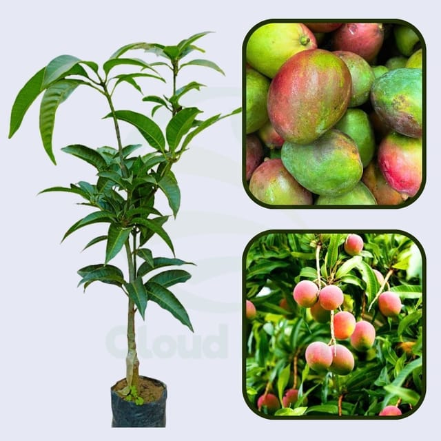 Paraíso Mango Grafted Healthy Fruit Plant