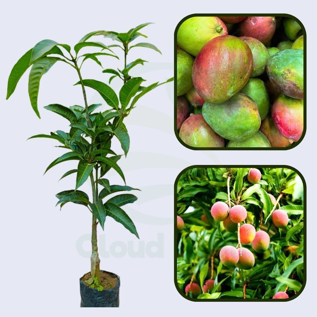 Paraíso Mango Grafted Healthy Fruit Plant
