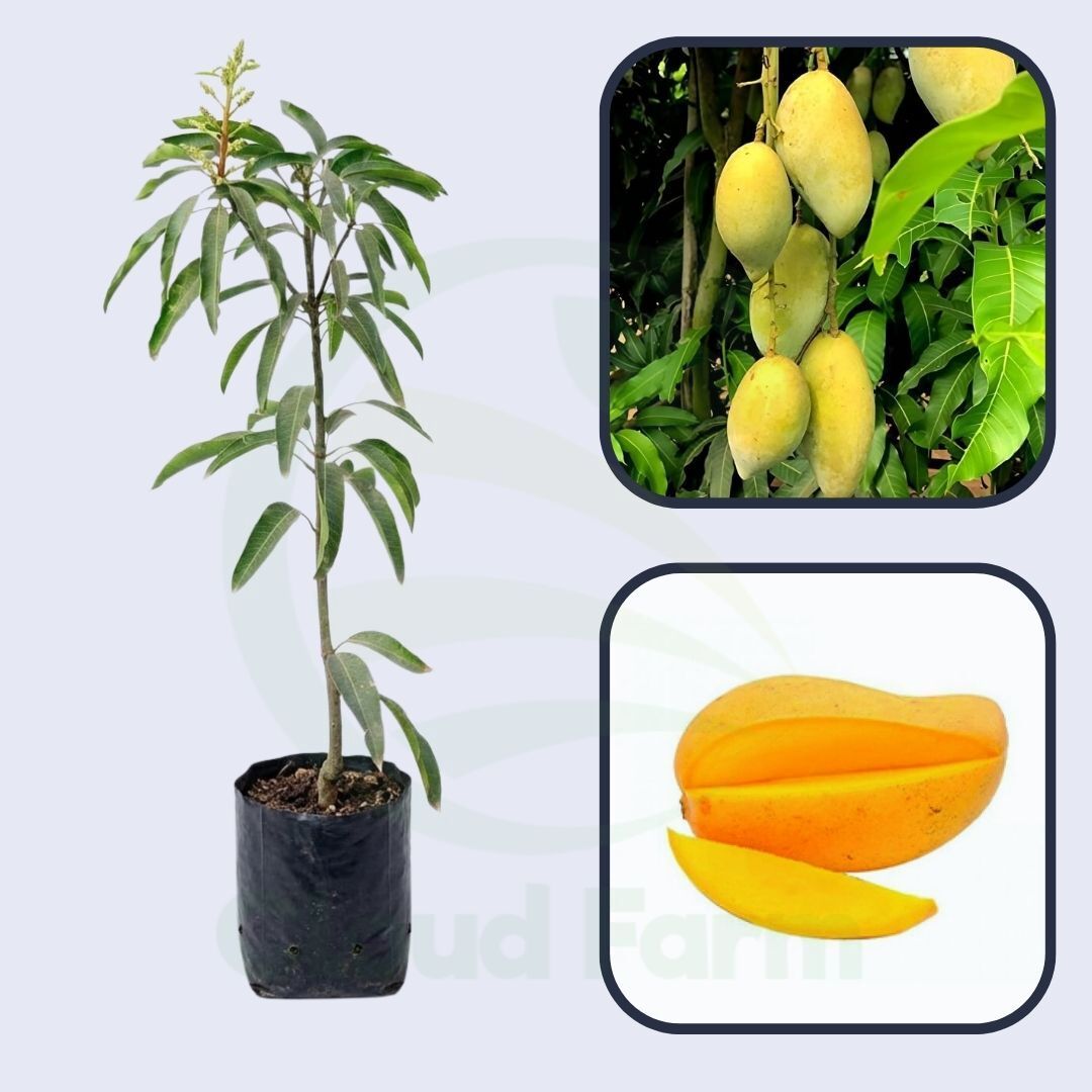 Fajri Kalan Mango Grafted Healthy Fruit Plant