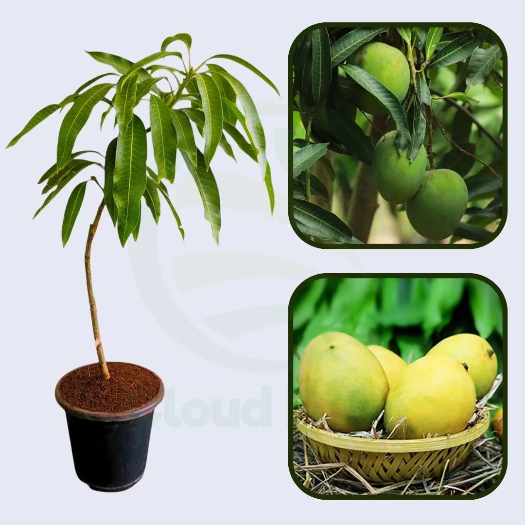 Panchadara Kalasa Mango Grafted Healthy Fruit Plant