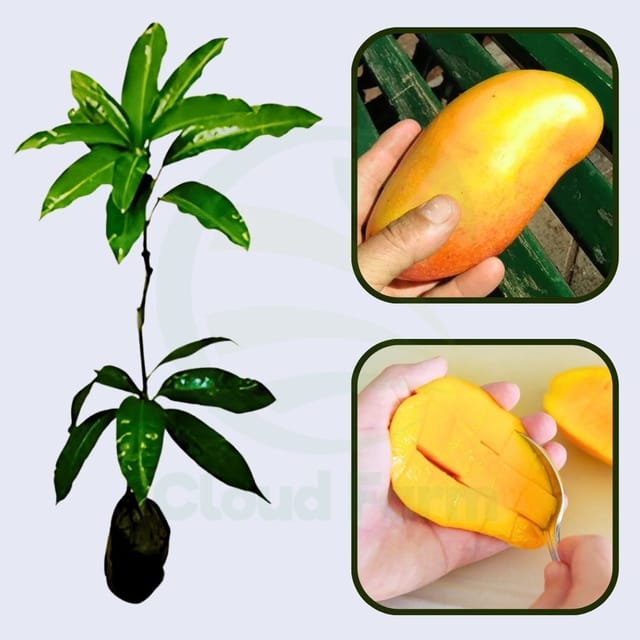 Pico Mango Grafted Healthy Fruit Plant