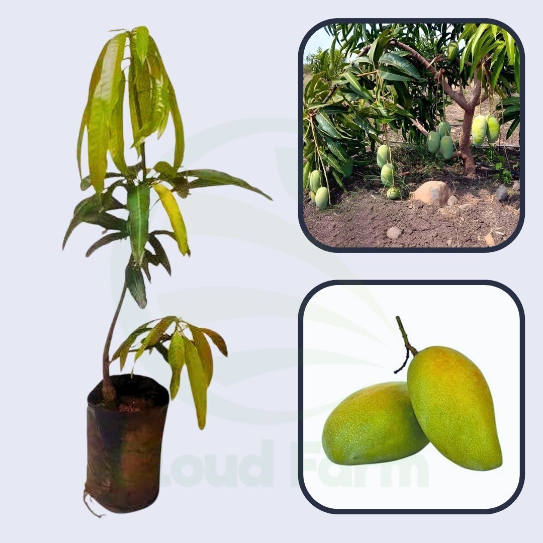 Fazli Mango Grafted Healthy Fruit Plant