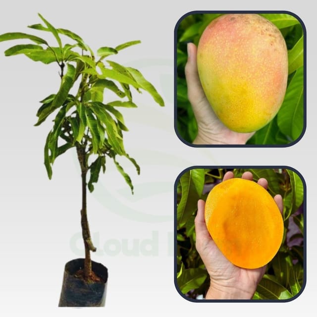 Beverly Mango Grafted Hybrid Healthy Plant Beverly Mango Grafted Hybrid Healthy Plant