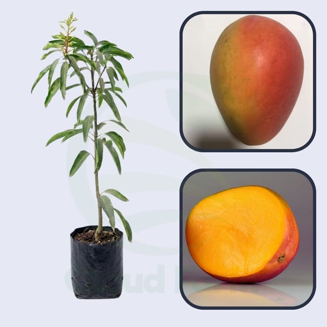 Eldon Mango Grafted Healthy Fruit Plant