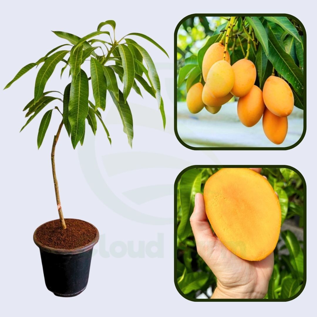 Panakalu Mango Grafted Healthy Fruit Plant