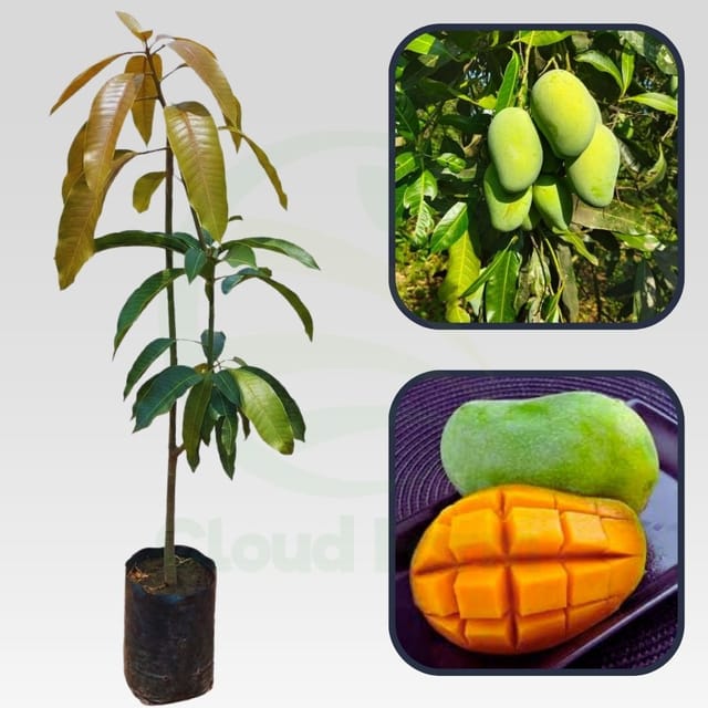 Bennet Alphonso Mango Grafted Hybrid Healthy Plant