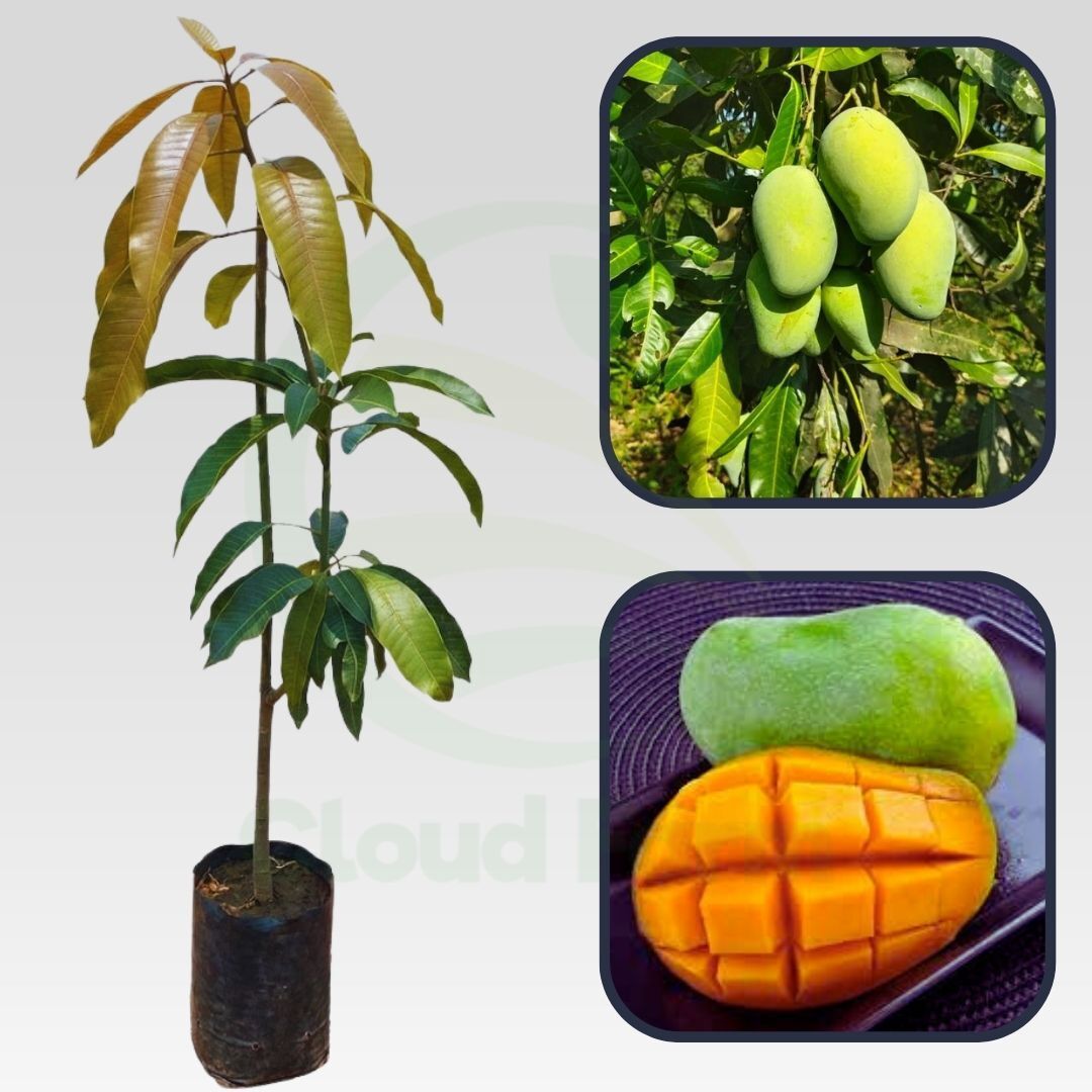 Bennet Alphonso Mango Grafted Hybrid Healthy Plant