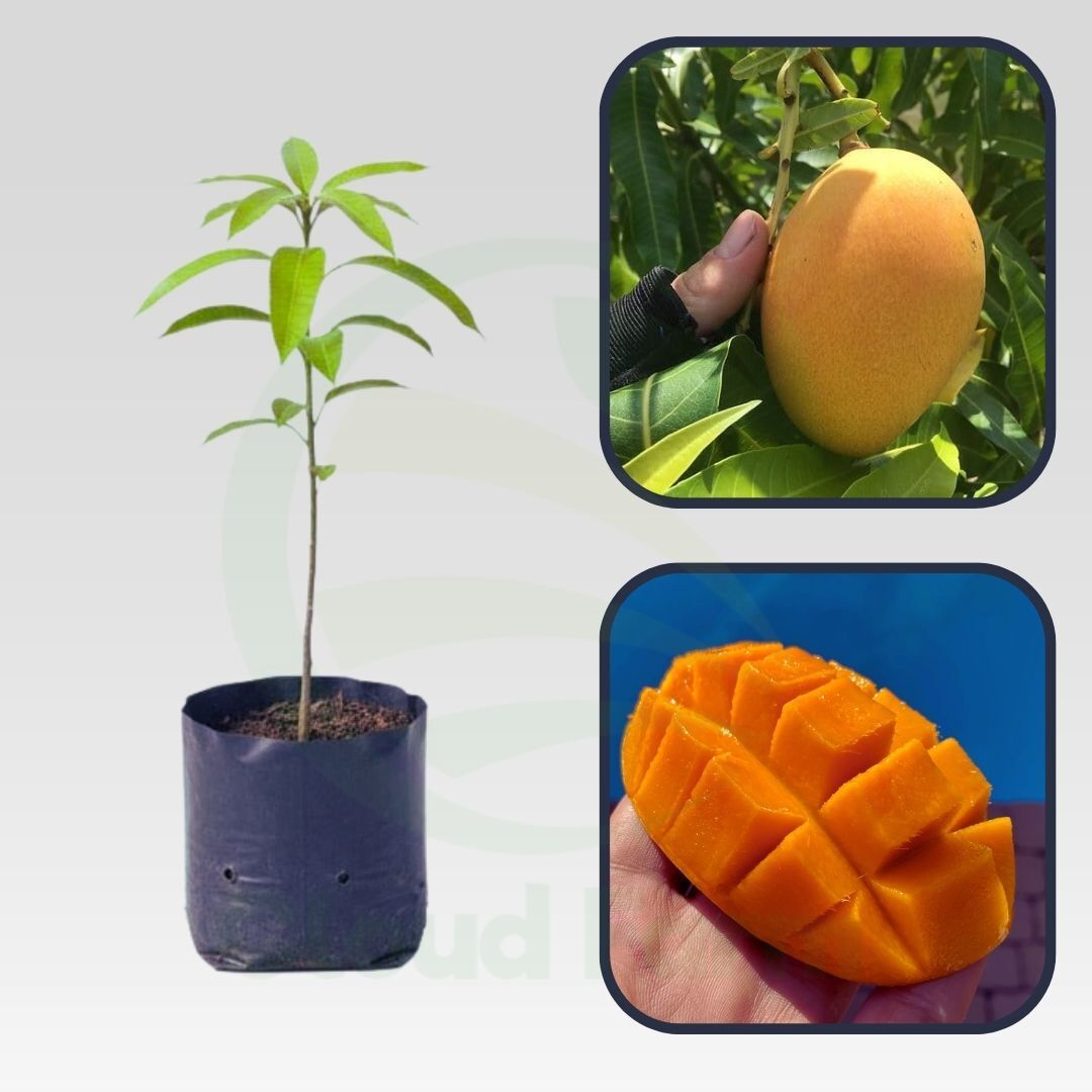 Earlygold Mango Grafted Healthy Fruit Plant