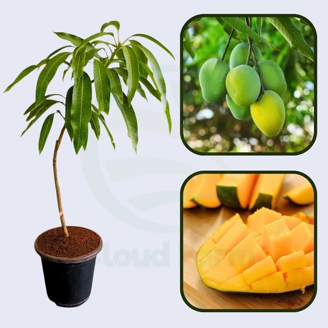 Paige  Mango Grafted Healthy Fruit Plant