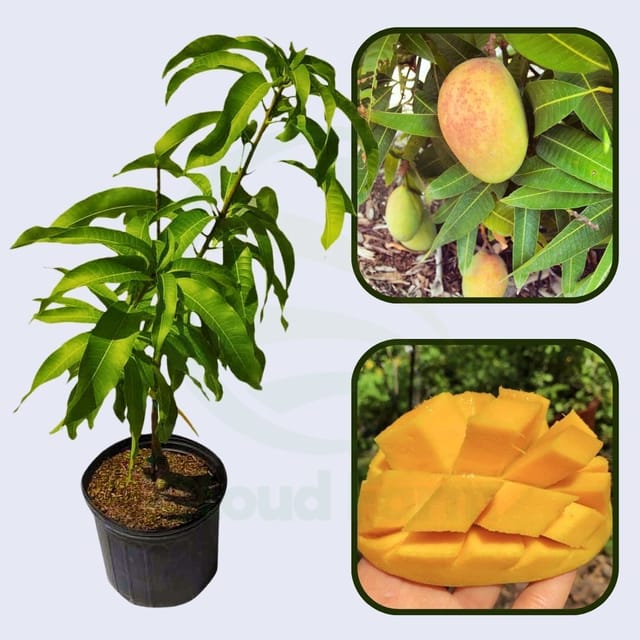 Pickering Mango Healthy Fruit Plant