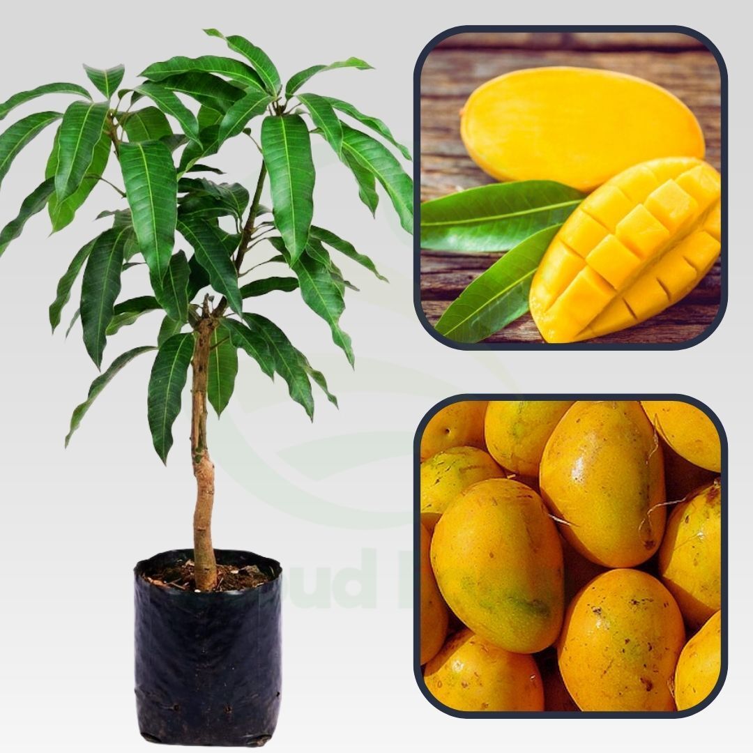 Banganapalli Mango Grafted Healthy Plant