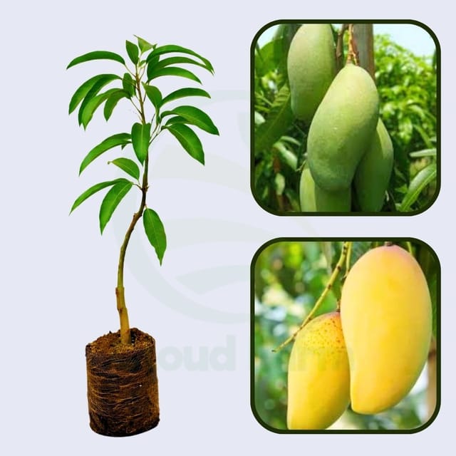 Owais  Mango Grafted Healthy Fruit Plant