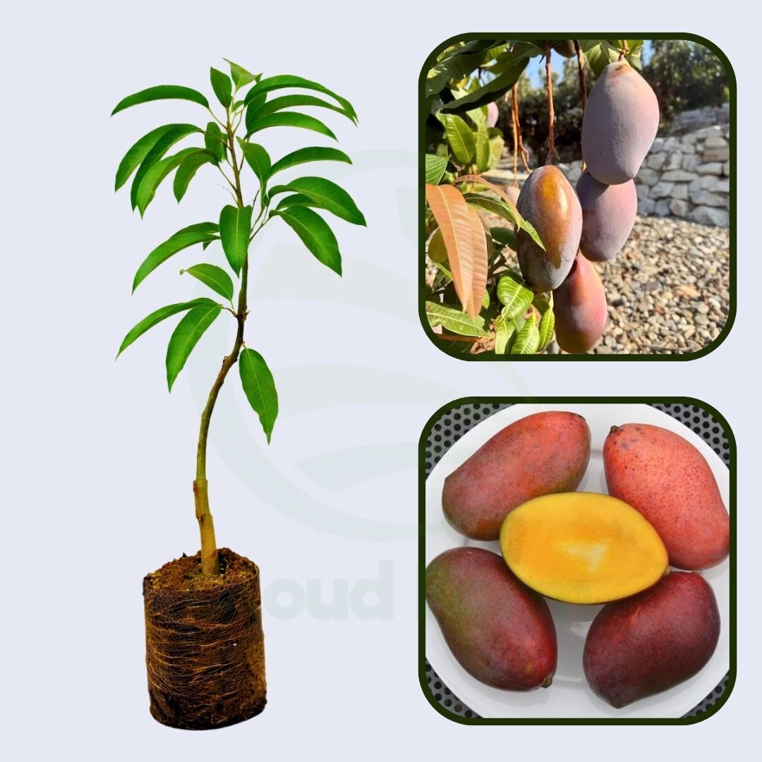 Osteen Mango Grafted Healthy Fruit Plant
