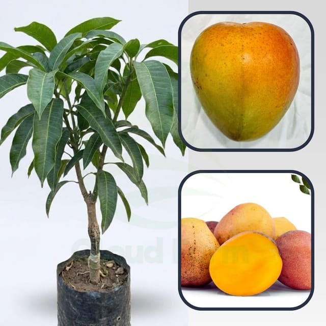 Bailey'S Marvel Mango Grafted Hybrid Healthy Plant