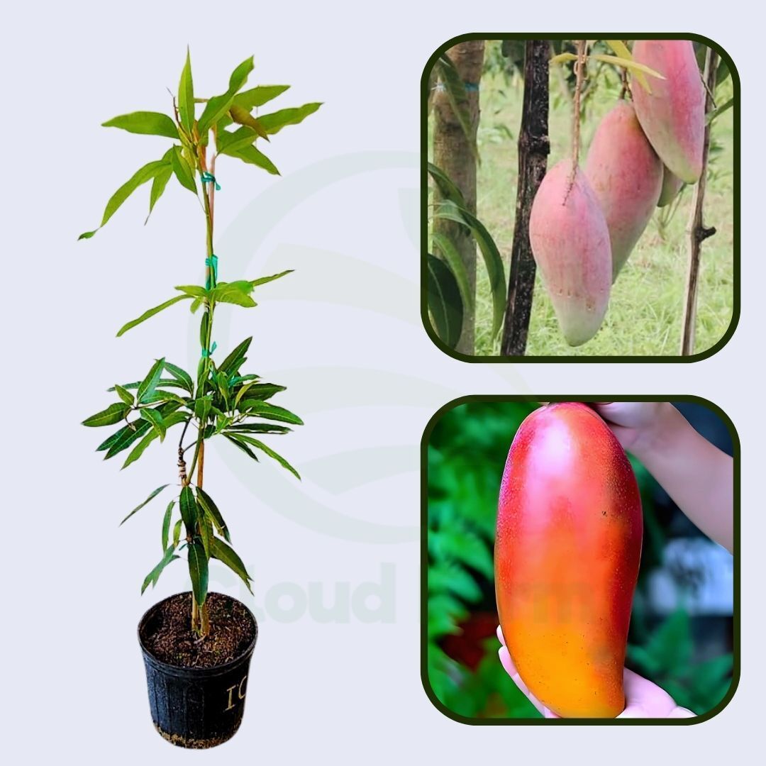 Ivory Mango Grafted Healthy Fruit Plant