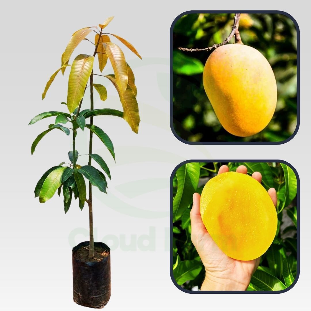 Anwar Ratol Mango Grafted Hybrid Healthy Plant