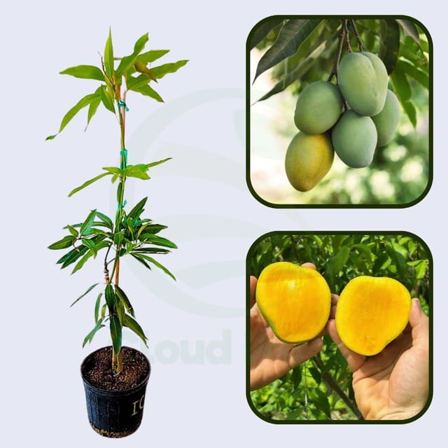 Ice Cream Mango Grafted Healthy Fruit Plant