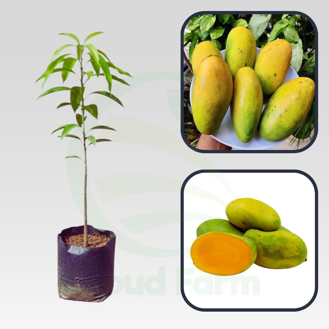 Dasheri Mango Grafted Healthy Fruit Plant