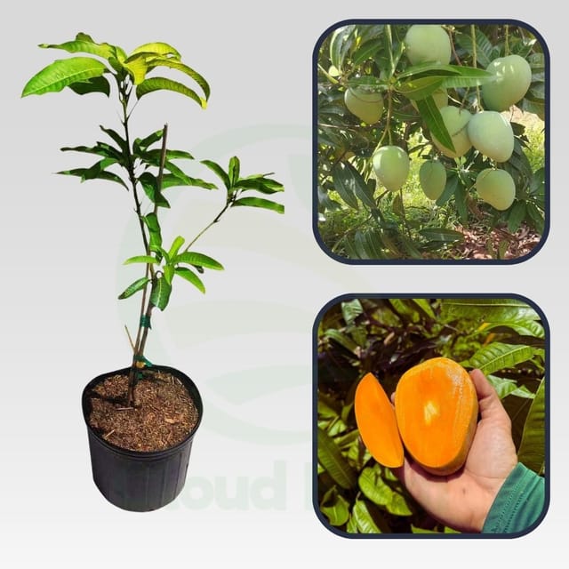 Cushman Mango Grafted Healthy Fruit Plant