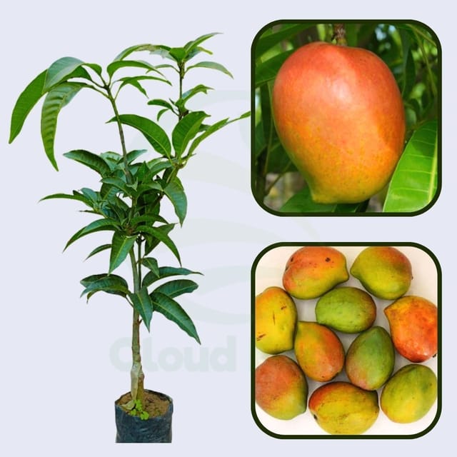 Payri Mango Healthy Fruit Plant