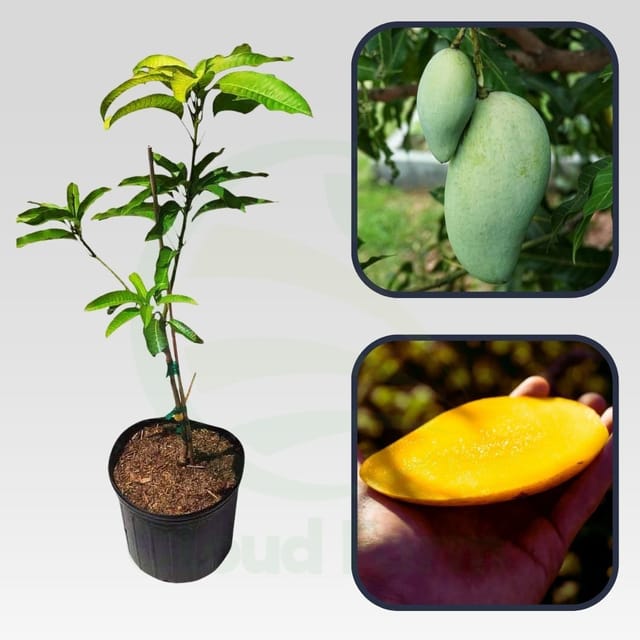 Chok Anan Mango Grafted Healthy Fruit plant