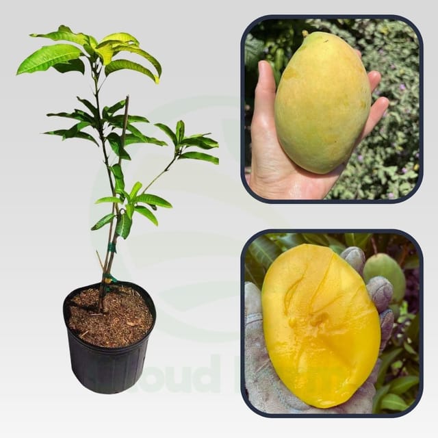 Coconut Cream Mango Grafted Healthy fruit Plant