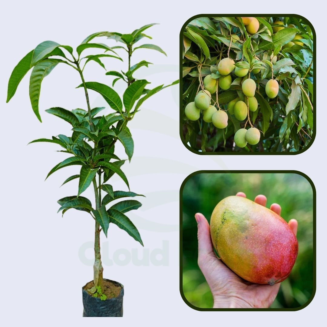 Parvin Mango Healthy Fruit Plant