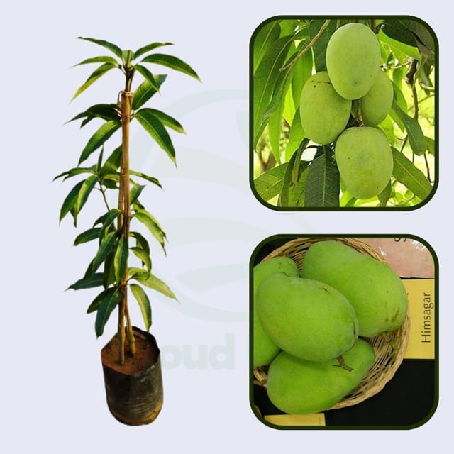 Himsagar Mango Grafted Healthy Fruit Plant