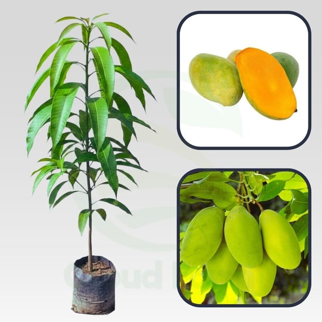 Chinna Rasalu Mango Grafted Healthy Fruit Plant