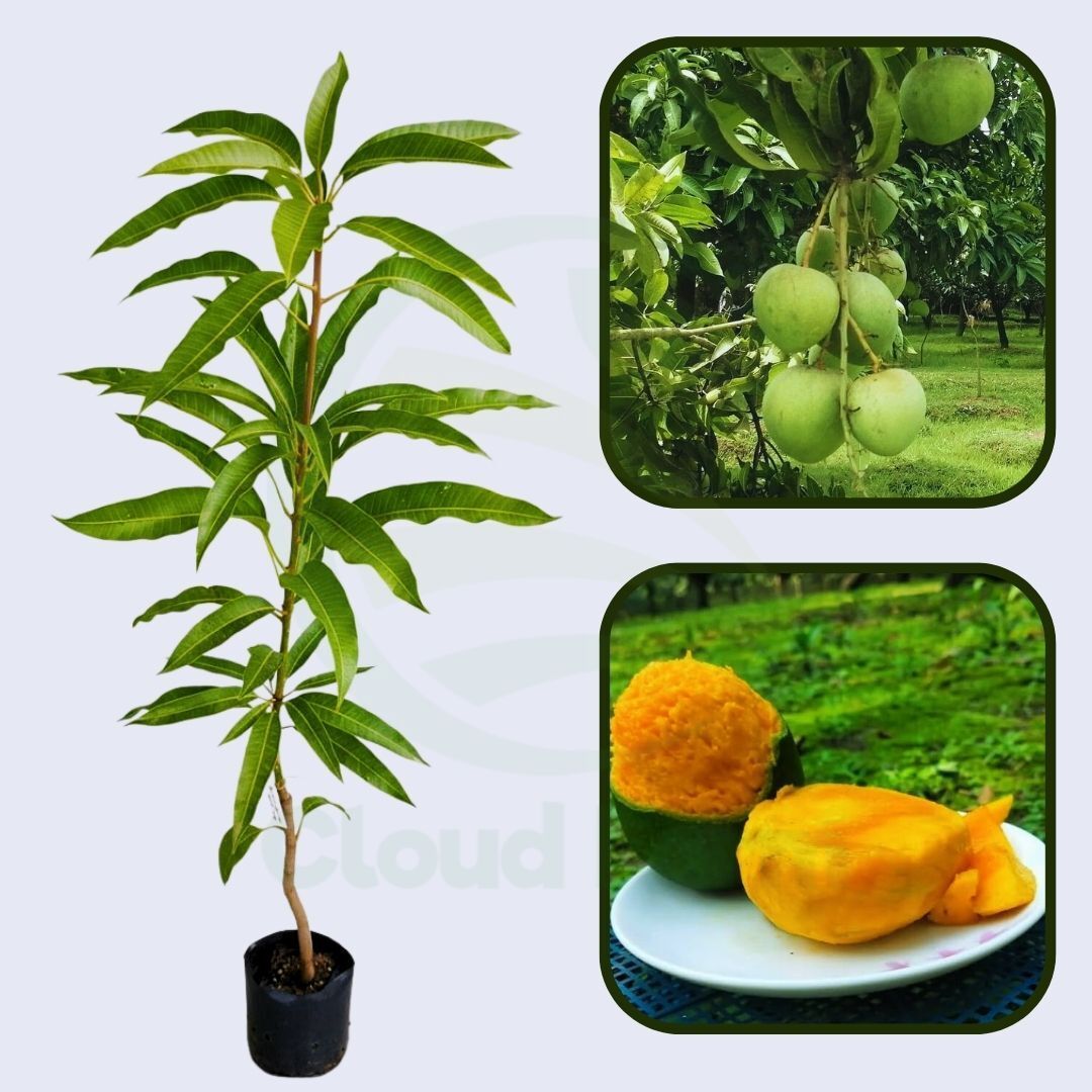 Haribhanga  Mango Grafted Healthy Fruit Plant