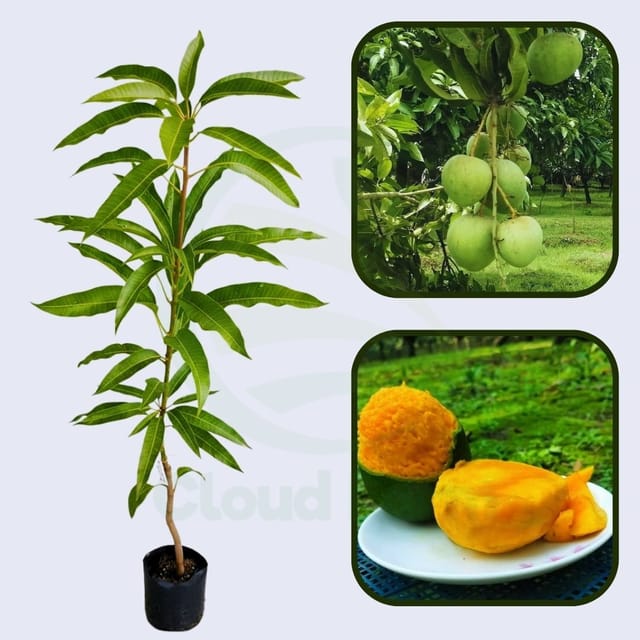 Anderson Mango Grafted Hybrid Healthy Plant Anderson Mango Grafted Hybrid Healthy Plant