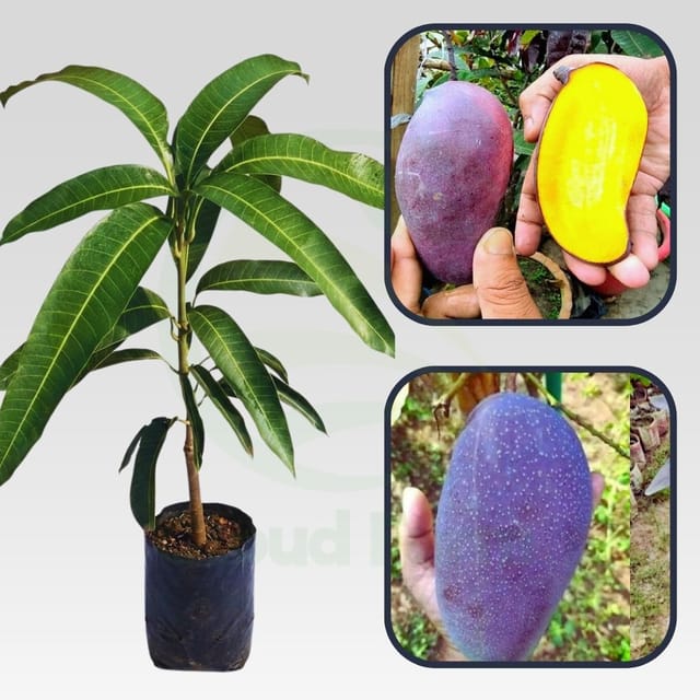 Black Kasturi Mango Grafted Healthy Fruit Plant Black Kasturi Mango Grafted Healthy Fruit Plant