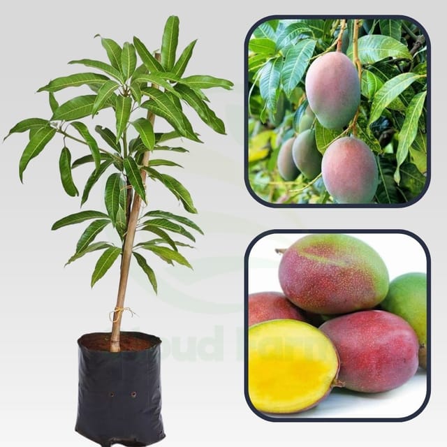 Alice Mango Grafted Hybrid Healthy Plant