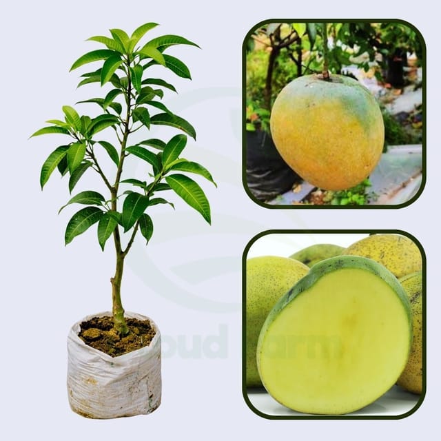 Mulgoa  Mango Grafted Fruit Plant